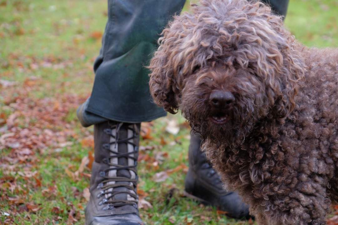 Trøffelhunden Bruno!