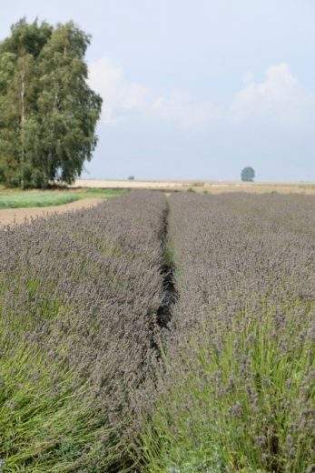 Lavendel i Österlen.